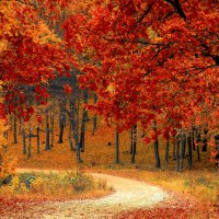 5 características del otoño que debes conocer